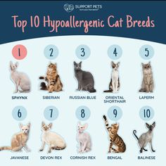 the top 10 hypoallergenic cat breeds in each state and their names