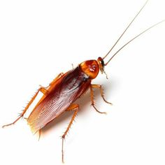 a close up of a cockroach on a white background