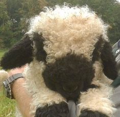 a black and white sheep is held by a man in the grass with trees in the background