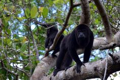 two black monkeys sitting on top of a tree branch