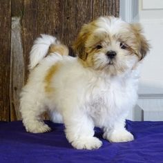 a small white and brown dog standing on top of a blue blanket