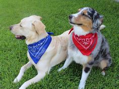 two dogs are sitting in the grass wearing bandanas