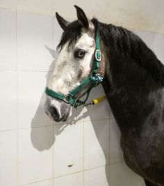 a black horse standing next to a white tiled wall