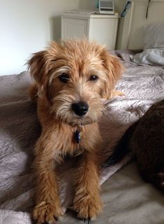 a shaggy dog sitting on top of a bed