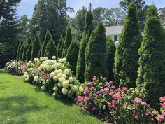 a row of trees and bushes with flowers in the foreground on a sunny day