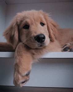 a brown dog laying on top of a white shelf next to a wooden floor with his paw resting on the ledge