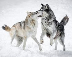 two wolfs playing in the snow with each other