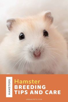 a white hamster sitting on top of a bed next to an orange sign that says hamster breeding tips and care