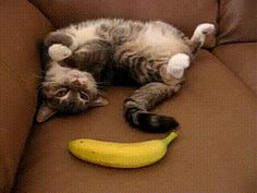 a cat laying on its back next to a banana