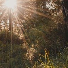 the sun is shining through the trees in the woods