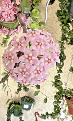 pink flowers are hanging from the ceiling in a room with potted plants on the wall