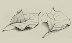 two leaves are shown in this drawing