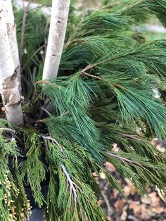 a close up of a pine tree in a pot