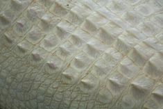 the texture of an elephant's skin is white