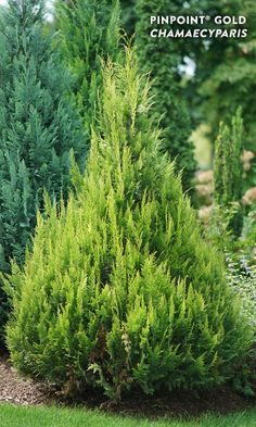 some very pretty green trees in the grass