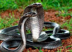 a large snake is on top of a black metal bowl in the grass and has it's mouth open