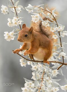 a red squirrel sitting on top of a tree branch with white flowers in the background