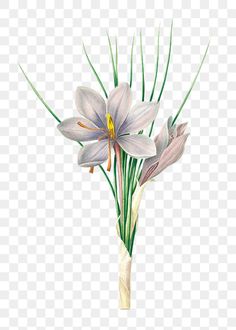 three flowers are in a vase with green leaves on the stems, hd png