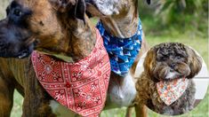 two dogs with bandanas on their necks standing next to each other in the grass