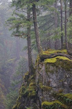 trees and moss growing on the side of a cliff in a forest with foggy weather