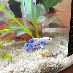 a small blue and white fish in an aquarium next to some green plants, rocks and gravel