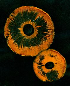 two orange mushrooms with black spots on them