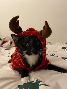 a black and white cat wearing a deer costume