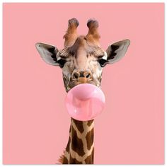 a giraffe with its tongue out and chewing on a pink bubble gum ball