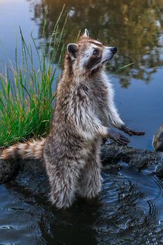 a raccoon is standing on its hind legs in the water and looking up