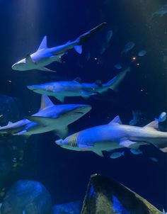 a group of sharks swimming in an aquarium