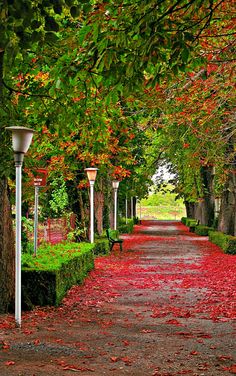 a pathway lined with lots of trees and bushes covered in red leaves next to a light pole