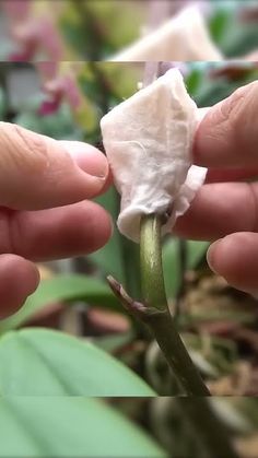 a person holding a flower in their left hand, with the petals still attached to it