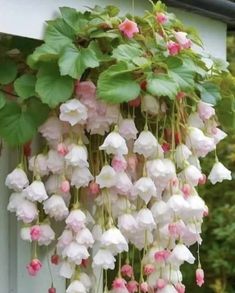 white and pink flowers hanging from the side of a building