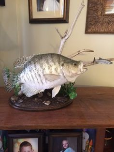 a fish statue on top of a table next to two framed pictures and a tree branch