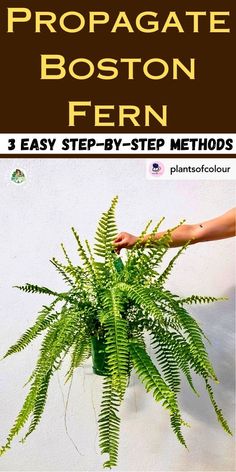 a plant that is growing in a pot with the title propagate boston fern 3 easy step - by - step method