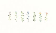 six different colored flowers are lined up in the same row on a white background,