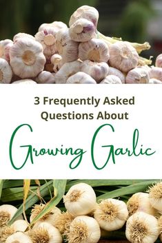 garlic is growing in the garden with text overlay that reads 3 frequently asked questions about growing garlic