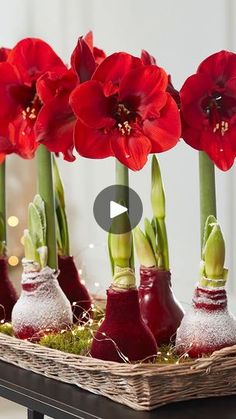 red flowers are arranged in small vases on a table