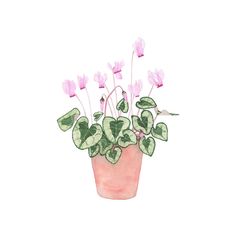 a watercolor painting of pink flowers in a pot