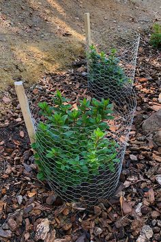 Protect newly transplanted shrubs from rabbits and other rodents with simple wire fence enclosures like this. A stout stake, staples, and U-shaped wire stakes around the base keeps pests from feeding on foliage and branches until the plants are established. Copyright ©2022 by Dolezal & Associates. All Rights Reserved. grownbyyou.com Burrowing Animals, Rabbit Fence, Short Fence, Fruit Tree Garden, Garden Plots, Growing Greens, Plant Protection, Fish Ponds, Garden Accents