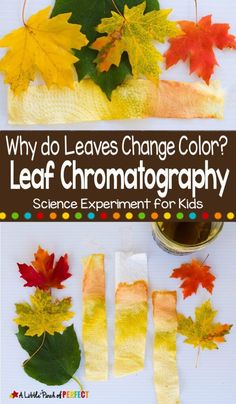 leaf chromatographs for kids with text overlay that says why do leaves change color?