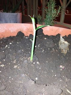 a small green plant sprouts out of the soil in a potted planter