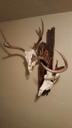 two deer skull mounted to the wall with antlers hanging from it's sides