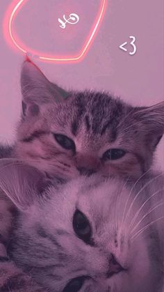 a cat laying on top of another cat next to a neon sign that says love