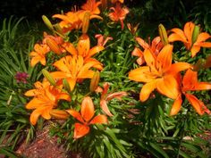 some orange flowers are growing in the grass