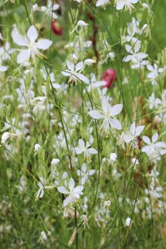 some white flowers are growing in the grass