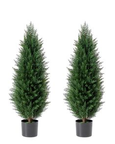 two potted trees are shown side by side