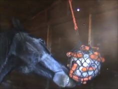 a close up of a horse's head with lights on it and a ball in its mouth