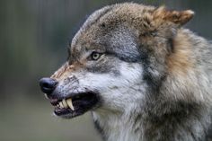 a close up of a wolf with its mouth open