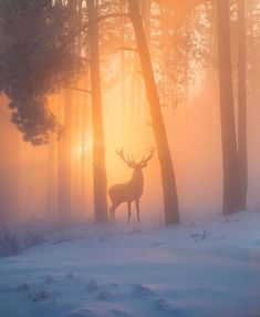 a deer standing in the middle of a snow covered forest with trees and sun behind it